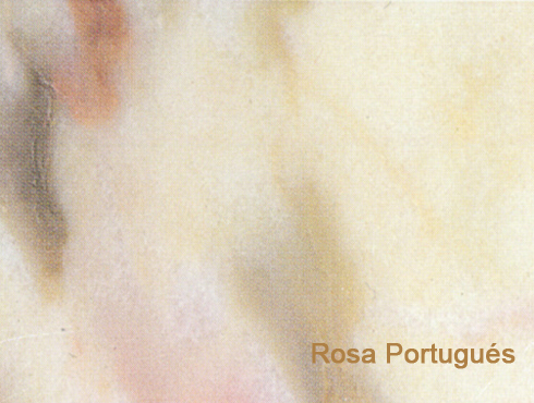 Rosa portugués